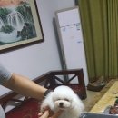 국제애견미용학원