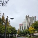 참좋은동물병원 | 밭에서 온 소형견 심장사상충 2차 주사 후기ㅣ다루동물병원