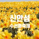 송이어촌민박 | 4월 신안 섬 수선화 축제 ! 전남 선도 , 완벽 가이드