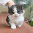 미유펫 강아지분양고양이분양 김포점 | 김포고양이분양 미유펫으로 찾아가는 여정