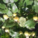 절골농장 이미지