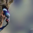 파랑새정원 이미지