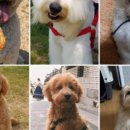 두들랜드 이미지