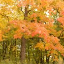 가을편지....10월의 어느 멋진 날에 - 레이어스 클래식( LAYERS CLASSIC) 이미지