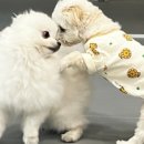 옐레드 부천 신중동점 네이버블로그