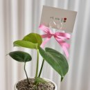 너와나 | 대구꽃집 너와나의봄 화분 구매 후기