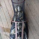 그린좌대2 낚시터 이미지