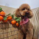 보들살롱 이미지