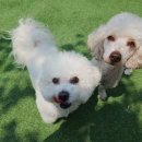 파파퍼피 DOG하우스 이미지