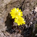 [풍경] 증평 좌구산 자연휴양림 봄의 전령 '복수초' 활짝 이미지