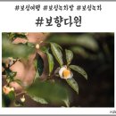 ㈜보성티앤비 농업회사법인 | 보성여행 보성가볼만한곳 국내1박2일여행 보성녹차밭에서 녹차의 향을 느낄 수 있는 보향다원