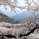 화개십리벚꽃길 이미지
