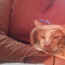 꽃냥이네 촌집 이미지