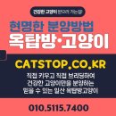 마포고양이분양. 초보집사가 되기위해서