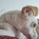 세인트존스 동물병원 이미지