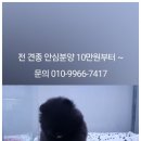 아이러브독 강아지분양 부천점 이미지