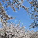 4월5일(금요일)와룡산-꽃매산-안양천 벚꽃길 이미지