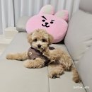 퍼피루미 | [일상기록] 신혼부부 새 가족 맞이하기 퍼피루미 양주옥정점 귀여운 말티푸 강아지 입양후기