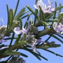 로즈마리 이미지