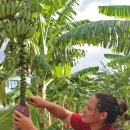 so tree farm 이미지