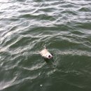 무지개낚시터 이미지