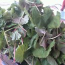 어은농장 이미지