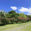 배롱나무길 이미지