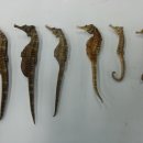 (주)해마