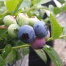 왕자농장 이미지