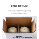 올프룻 이미지
