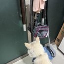 마라보건진료소 | [일상] 고난과역경따위에내가찌그러질것같으냥