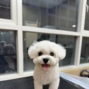 발렌티몽 이미지