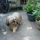 꽃보다 개 이미지