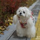 쿨독 애견샾 네이버블로그