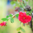 살신성인 탑 이미지