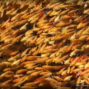 물고기마을 이미지