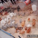 깜찍이품바공연장 이미지