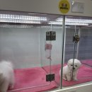 댕댕프렌즈