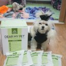 Dear My Pet | 강아지사료 기호성 좋은 ♪ 디어마이펫(Dear My Pet) 애정사료 ♪ 관절사료 후기
