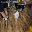 피그멜리온 이펙트 | 가평 수상레저 추천 피그멜리온이펙트 내돈내산 후기