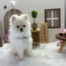 리츠펫 동탄능동점 이미지