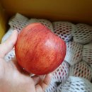 병태농장 | 사과즙은 청솔언덕농원 투아이팜! 2년째 단골입니다