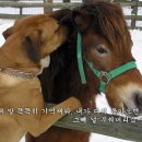 돼지 BAR 이미지