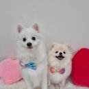 아모르 댕 이미지