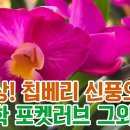 새신상! 매혹적인 카틀레야 로즈 칩베리 신풍오렌지&amp;무늬 단정학 덴드로비움 포켓러브 호접 만천홍 외 서양란 전체 아이들 이미지