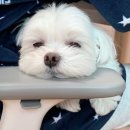 아기강아지 이미지