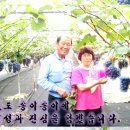 농산물포도판매 이미지