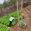 울릉도산(명이나물)5~6년 산마늘종근 판매합니다 산마늘종근 100촉 택포 35천원 판매 합니다 이미지