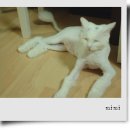 미미까까 이미지