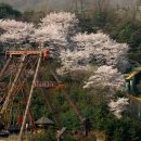 용인에서 열리는 벚꽃축제~~이번 주말 봄나들이장소로 딱이네요ㅎ.ㅎ 이미지